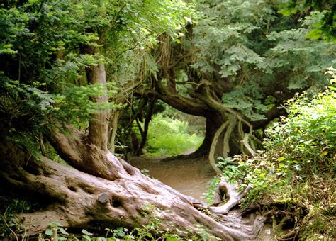 The enchanting transformations caused by the nearby magic tree